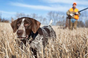 Rasy myśliwskie psów. Opisy, tytuły i rodzaje psów myśliwskich Rasy myśliwskie psów. Opisy, tytuły i rodzaje psów myśliwskich